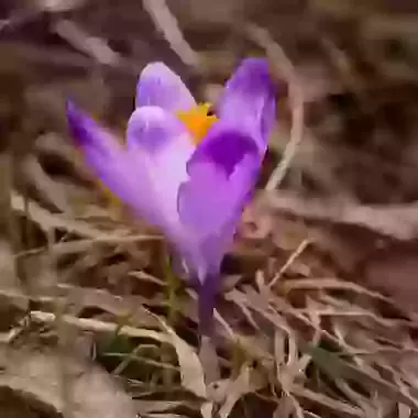 Heuffelianus